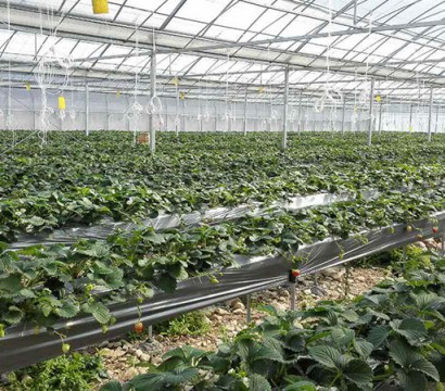 生態果蔬采摘園